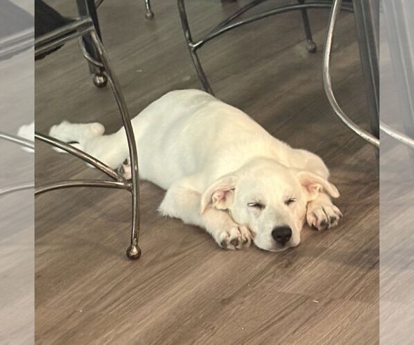 Medium Photo #5 Great Pyrenees-Unknown Mix Puppy For Sale in Denton, TX, USA