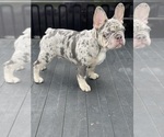 Puppy 0 French Bulldog