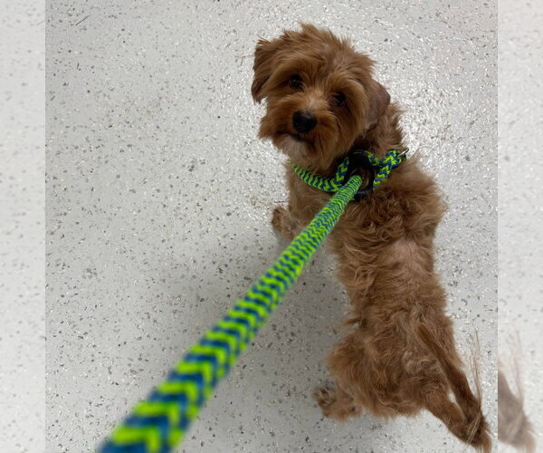 Medium Photo #2 Cocker Spaniel-Unknown Mix Puppy For Sale in Canton, CT, USA
