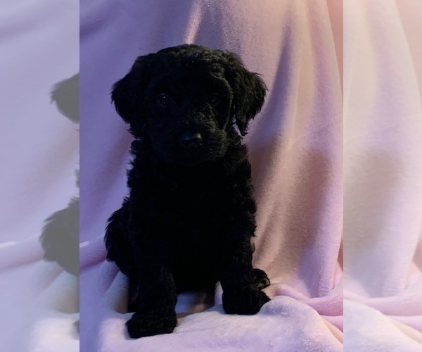 Medium Photo #33 Goldendoodle Puppy For Sale in DYERSBURG, TN, USA