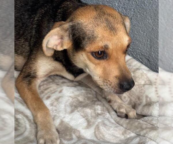 Medium Photo #4 Raggle Puppy For Sale in San Diego, CA, USA