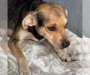 Phoenix - Female Raggle Dog for Adoption - Photo #4