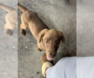 Labrador Retriever-Unknown Mix Dogs for adoption in Palatine/Kildeer/Buffalo grove, IL, USA