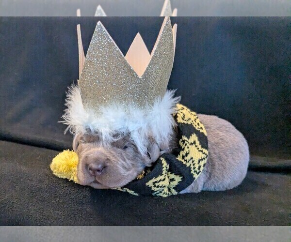 Medium Photo #4 Labrador Retriever Puppy For Sale in PALMYRA, VA, USA