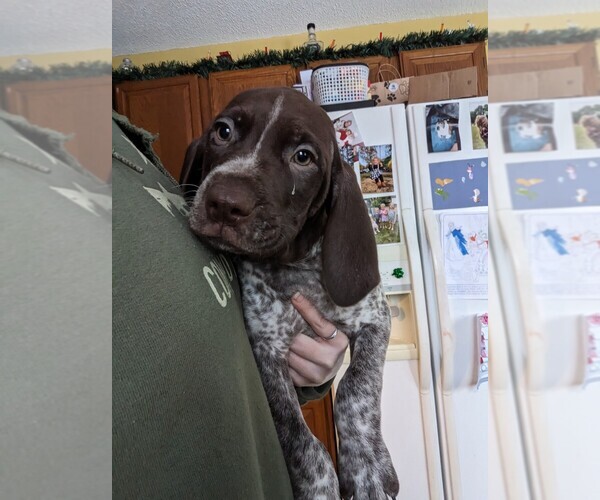 Medium Photo #1 German Shorthaired Pointer Puppy For Sale in LITTLE FALLS, MN, USA