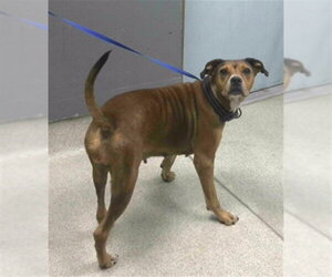 Boxer-Unknown Mix Dogs for adoption in Tallahassee, FL, USA
