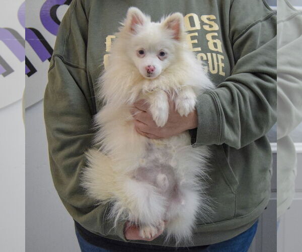 Medium Photo #3 Pomeranian Puppy For Sale in Huntley, IL, USA