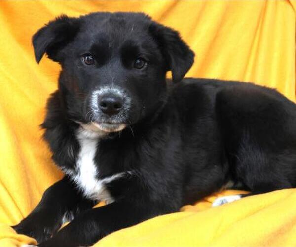 Medium Photo #1 Mutt Puppy For Sale in Thief River Falls, MN, USA