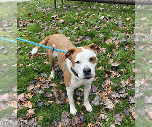 Medium Photo #3 American Pit Bull Terrier-Unknown Mix Puppy For Sale in Rochester, NY, USA