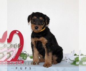 Airedale Terrier Puppy for sale in HOLTWOOD, PA, USA
