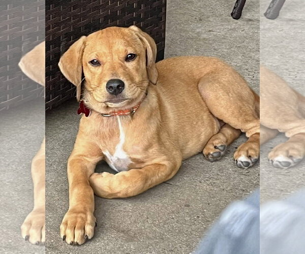 Medium Photo #5 Labrador Retriever-Unknown Mix Puppy For Sale in Mount Laurel, NJ, USA