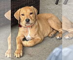 Small #4 Labrador Retriever Mix
