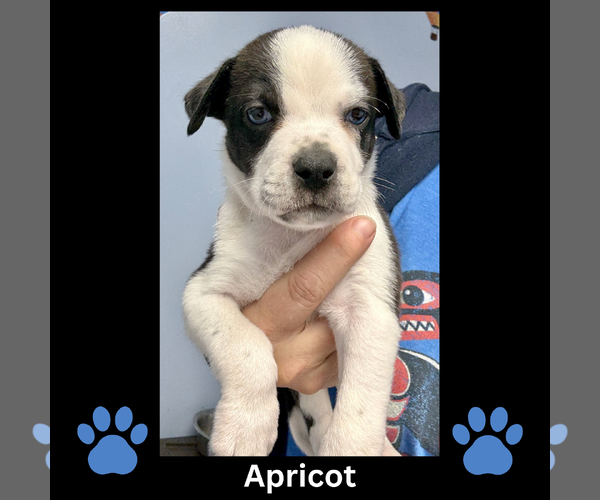 Medium Photo #1 Mutt Puppy For Sale in GILBERTS, IL, USA