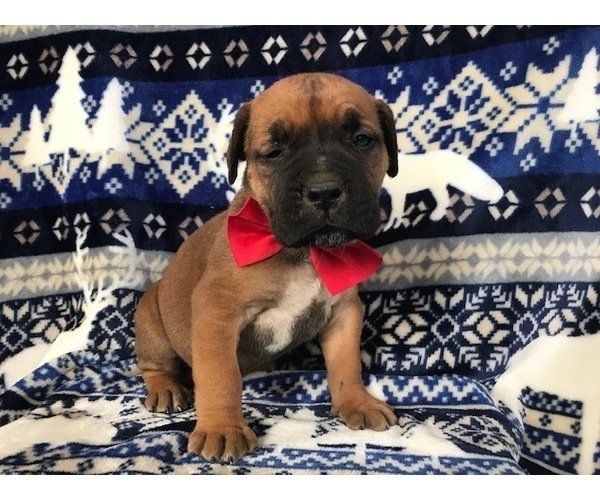 Medium Photo #6 Boerboel Puppy For Sale in CHRISTIANA, PA, USA