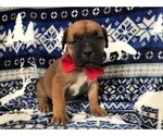 Small Photo #6 Boerboel Puppy For Sale in CHRISTIANA, PA, USA
