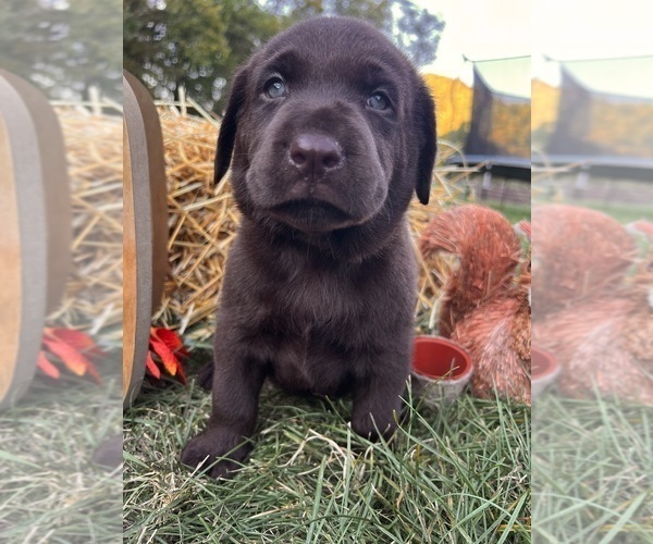 Medium Photo #3 Labrador Retriever Puppy For Sale in NEOLA, WV, USA