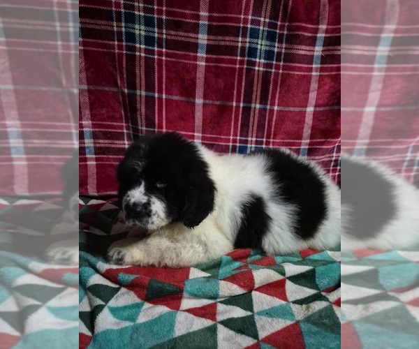 Medium Photo #8 Newfoundland Puppy For Sale in AURORA, IN, USA