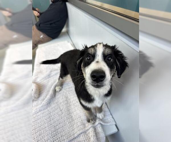 Medium Photo #1 Borador Puppy For Sale in San Martin, CA, USA