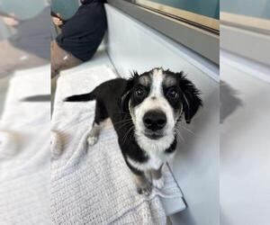 Borador Dogs for adoption in San Martin, CA, USA