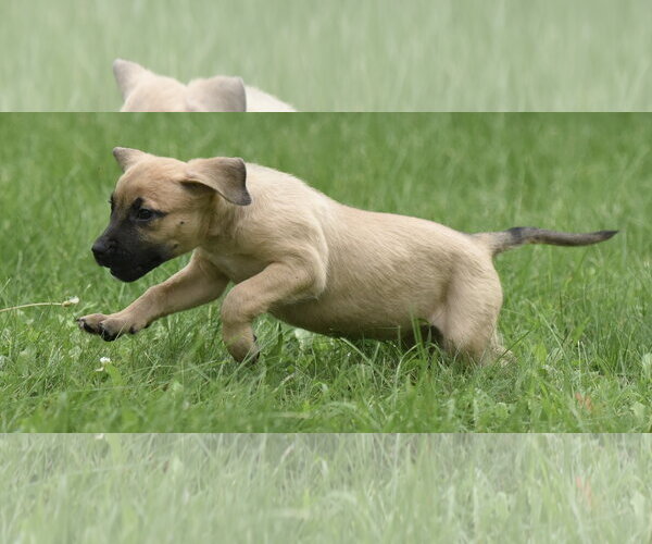 Medium Photo #10 Boxer-Unknown Mix Puppy For Sale in Mechanicsburg, PA, USA