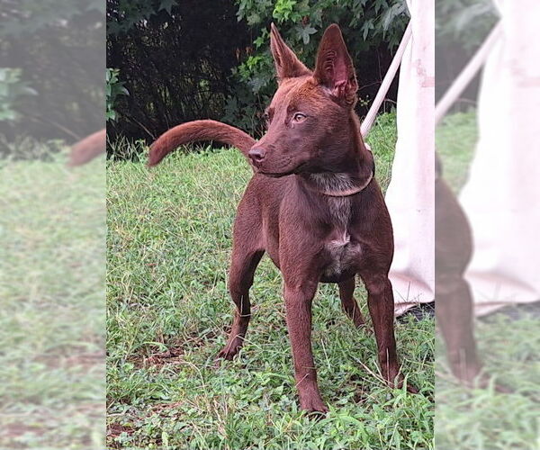 Medium Photo #4 Mutt Puppy For Sale in Wetumpka, AL, USA