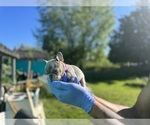 Small #22 French Bulldog