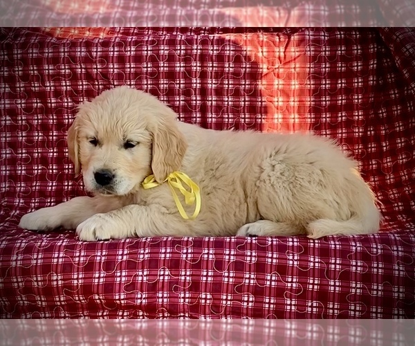 Medium Photo #3 English Cream Golden Retriever Puppy For Sale in RUSSIAVILLE, IN, USA