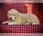 Small Photo #3 English Cream Golden Retriever Puppy For Sale in RUSSIAVILLE, IN, USA