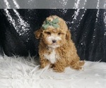 Small #5 Maltipoo