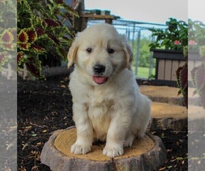 English Cream Golden Retriever Puppy for sale in BEARTOWN, PA, USA