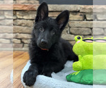 Small Photo #1 German Shepherd Dog Puppy For Sale in LENOIR, NC, USA