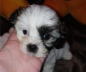 Shih-Poo Puppy for sale in JACKSONVILLE, OH, USA