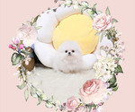 Small Photo #1 Pomeranian Puppy For Sale in Seoul, Seoul, Korea, South