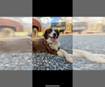 Small Photo #1 Australian Shepherd Puppy For Sale in HUDDLESTON, VA, USA