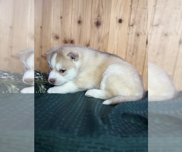 Medium Photo #2 Siberian Husky Puppy For Sale in STAPLES, MN, USA