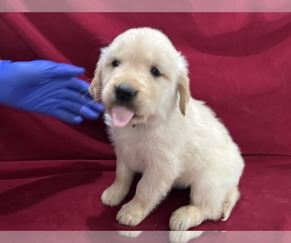 Medium Photo #4 Golden Retriever Puppy For Sale in DETROIT, MI, USA