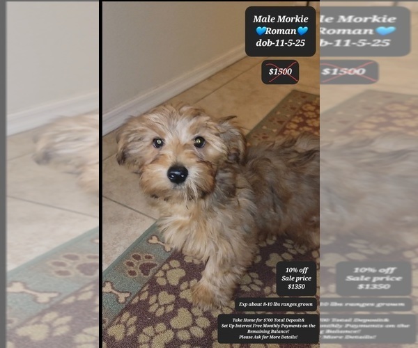 Medium Photo #1 Morkie Puppy For Sale in TUCSON, AZ, USA