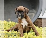 Small #3 Boxer