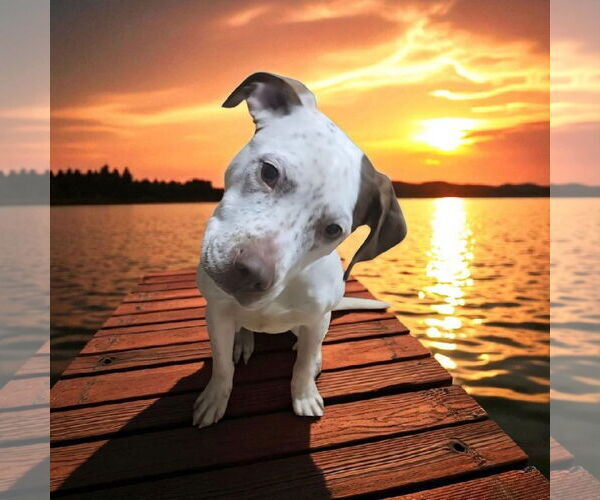 Medium Photo #10 Pointer-Unknown Mix Puppy For Sale in Alexander, AR, USA