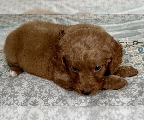 Medium Photo #21 Goldendoodle (Miniature) Puppy For Sale in PENSACOLA, FL, USA