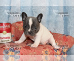 Small Photo #1 French Bulldog Puppy For Sale in SANGER, TX, USA