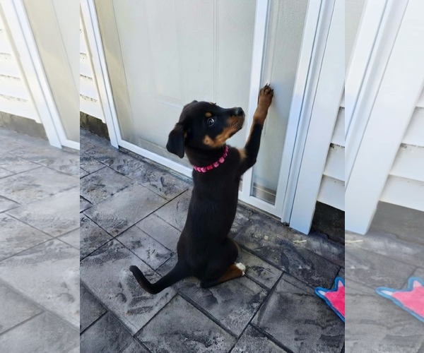 Medium Photo #12 Doberman Pinscher-Unknown Mix Puppy For Sale in Buffalo, MN, USA