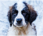Small #1 Saint Bernard