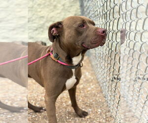 American Pit Bull Terrier-Unknown Mix Dogs for adoption in Virginia Beach, VA, USA