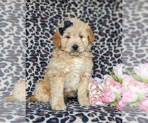 Goldendoodle-Poodle (Miniature) Mix Puppy for sale in KIRKWOOD, PA, USA