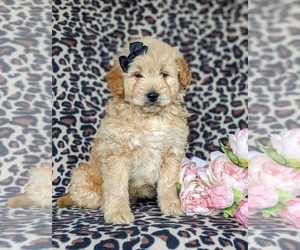 Medium Goldendoodle-Poodle (Miniature) Mix