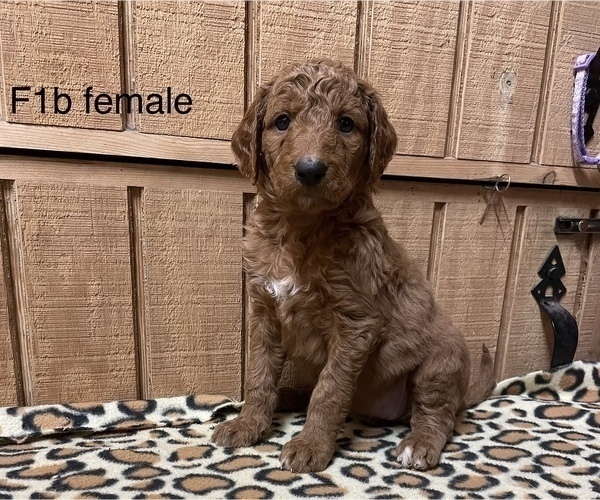 Medium Photo #4 Goldendoodle Puppy For Sale in FORT PAYNE, AL, USA