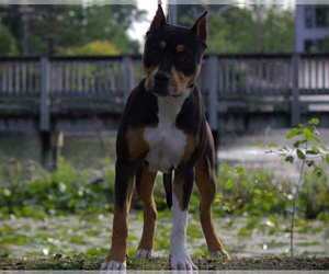 Mother of the American Staffordshire Terrier puppies born on 09/04/2025