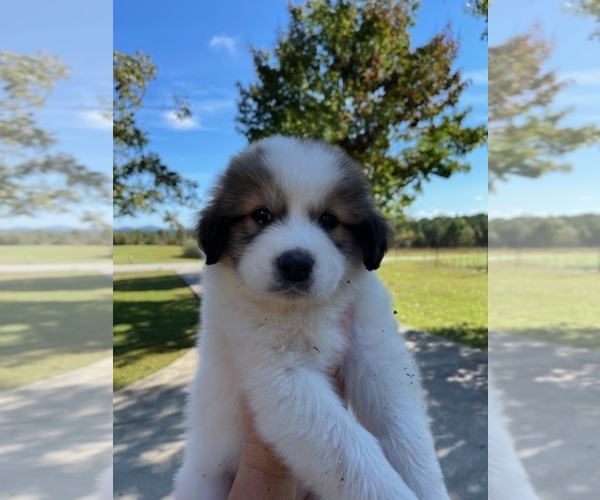 Medium Photo #3 Great Pyrenees Puppy For Sale in PICKENS, SC, USA