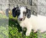 Small Photo #2 Australian Shepherd-Unknown Mix Puppy For Sale in pomfret, CT, USA